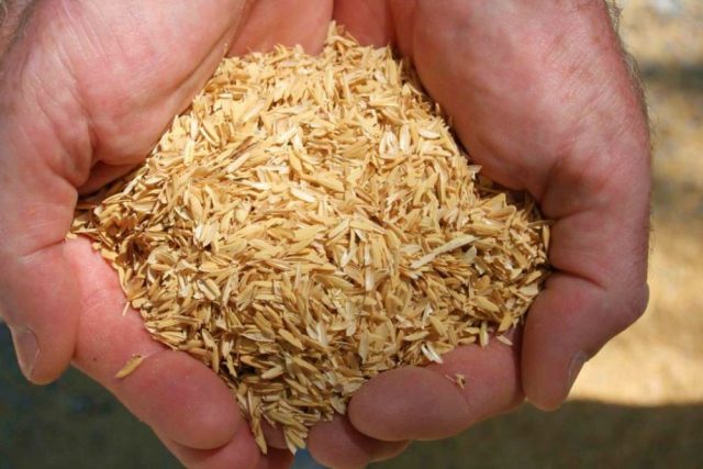Pirinç Kabuğu - Çeltik kavuzu satışı fiyatı satıcıları Pirinç-Kabuğu-Çeltik-Kavuzu-rice-husk-hull-1-1024x681 0003